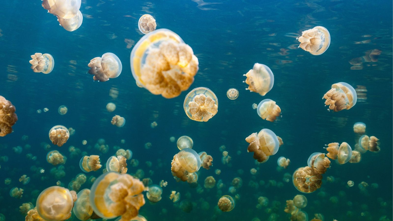 xr:d:DAF211Msv6g:20,j:1403284585376162584,t:23122413